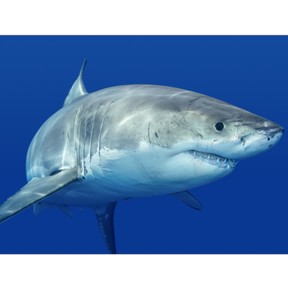 Sharks!