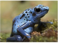 Characteristics of Amphibians