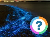 Classroom Quiz: Strange but True