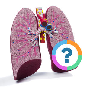 Klassenquiz: Woordenschat - Organen