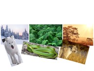 Traits best suited for an environment
