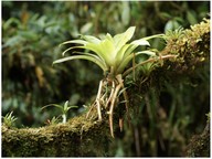 Plant structures