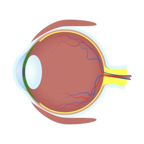 Vision
