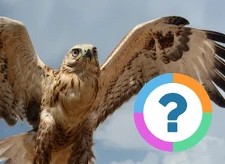 Quiz pour la classe: Animaux- Oiseaux