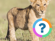 Klassenquiz: Dieren - Dierendag