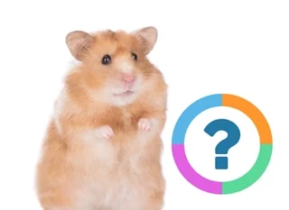 Quiz pour la classe: Anglais- Animaux de compagnie