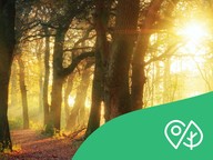 Terra Mission: Argomento 8 - Alberi (8-14 anni)