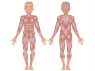 The Muscular System