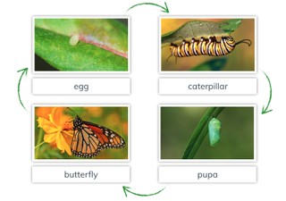 Metamorphosis: Butterfly
