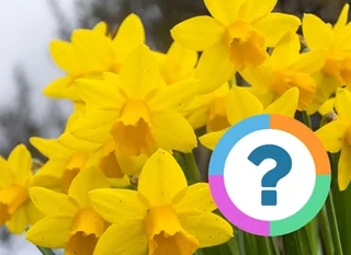 Quiz pour la classe: Anglais- Nature