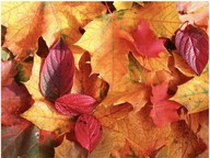 Fall/Autumn