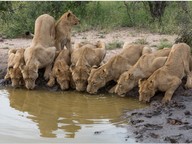Why animals form groups