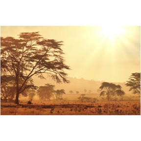 Forests and grasslands